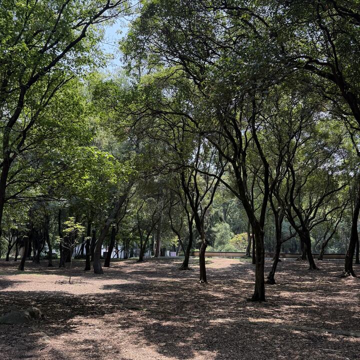Lugar de reunión en Chapultepec