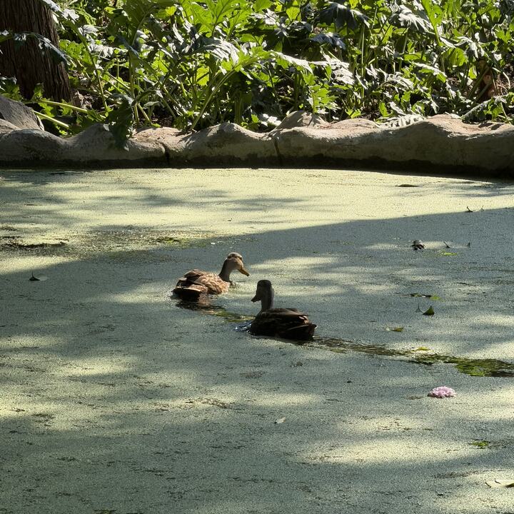 Lugar de reunión en Chapultepec