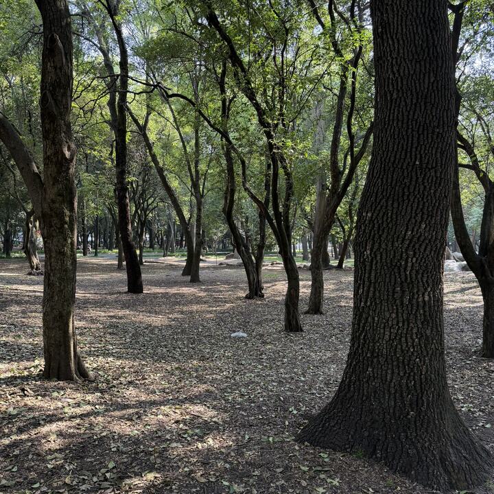 Lugar de reunión en Chapultepec